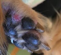 犬 肉 球 剥がれる