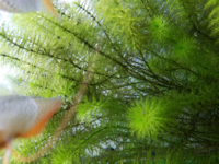 水槽の水草の成長がとても遅いです 成長をはやくする液体の栄養 Yahoo 知恵袋