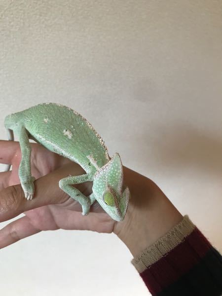 エボシカメレオンについてです エボシはストレスなどがあると白くなると見た Yahoo 知恵袋