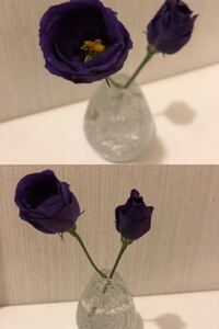 パイ投げ用のケーキってどこに売ってますか パイ投げ用のパイ Yahoo 知恵袋