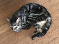 絶対人間に懐かない保護猫を死ぬまで飼い続ける人達ってどうなんですか 虐 Yahoo 知恵袋