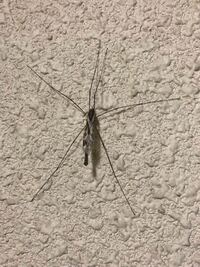 なんと言う虫ですか 大きい蚊のような虫です Yahoo 知恵袋