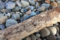 海岸の流木を持っていったら窃盗罪 知人と話をしていて 私が 今年 Yahoo 知恵袋