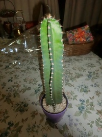 ガラスボールに入ったサボテンの植え替えはどのようにすれば良いので Yahoo 知恵袋