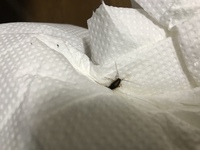 この写真の虫はなんでしょうか 成長過程のゴキブリのように見えるのですが 種類が分 教えて 住まいの先生 Yahoo 不動産