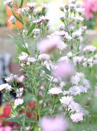 かすみ草が枯れません 切り花で買ったかすみ草が２ヶ月以上枯れません 茎は少し色 Yahoo 知恵袋