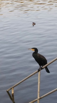 溜め池で昨日見ましたが この鳥の名前を教えてください カワウかクロサ Yahoo 知恵袋