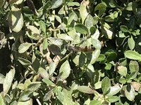 芝生の代わりに クラピア を植えている方に質問です 中古住宅を購 Yahoo 知恵袋
