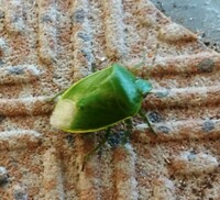 この虫の名前が分かる方 教えてください 黄緑色の虫 倉庫の天井に止まっ Yahoo 知恵袋