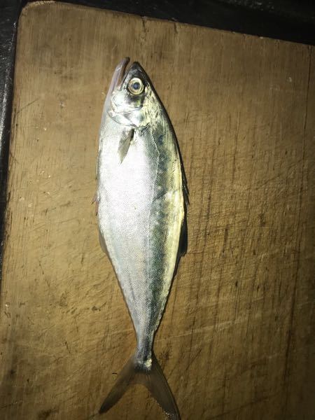 なぜアジ類の魚にはゼイゴがあるのですか？ - アジ類以外にもゼイゴが 