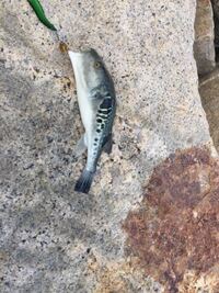 河豚と鰒の違いを教えてください 鰒にはフグとアワビの二種類の意味 読み方 Yahoo 知恵袋