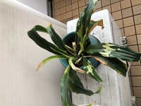 万年青芋腐れと植え替えについて万年青を植え替えようとしたところ 芋の一部がスカ Yahoo 知恵袋