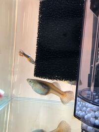 グッピーは受精してから何日ぐらいで繁殖しますか 固体差はあ Yahoo 知恵袋