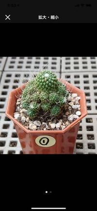 サボテンの名前について本日 こちらのサボテンを購入しました 名前をメモす Yahoo 知恵袋