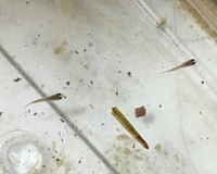 餌を食べないメダカについてひたすら水面付近を泳いでいるメダカがいます 病気 Yahoo 知恵袋