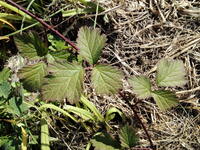 もしかしてこれ 世間で 植えてはいけない といわれている ラズベリーですか Yahoo 知恵袋