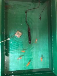 水槽の小さな白い泡が消えません 今日朝に水を取り換え 午後に底の汚れを吸い Yahoo 知恵袋