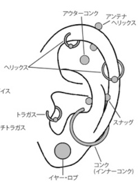 ピアスの部位の名称について ロブとかトラガスとかよく知らない専門用語を言 Yahoo 知恵袋
