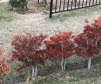 秋に赤い葉になるこちらの低木の名前を知りたいです 公園に咲いていてい Yahoo 知恵袋