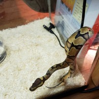 画像ありボールパイソンについて質問です昨日お迎えしたのですが 今日から餌を与え Yahoo 知恵袋