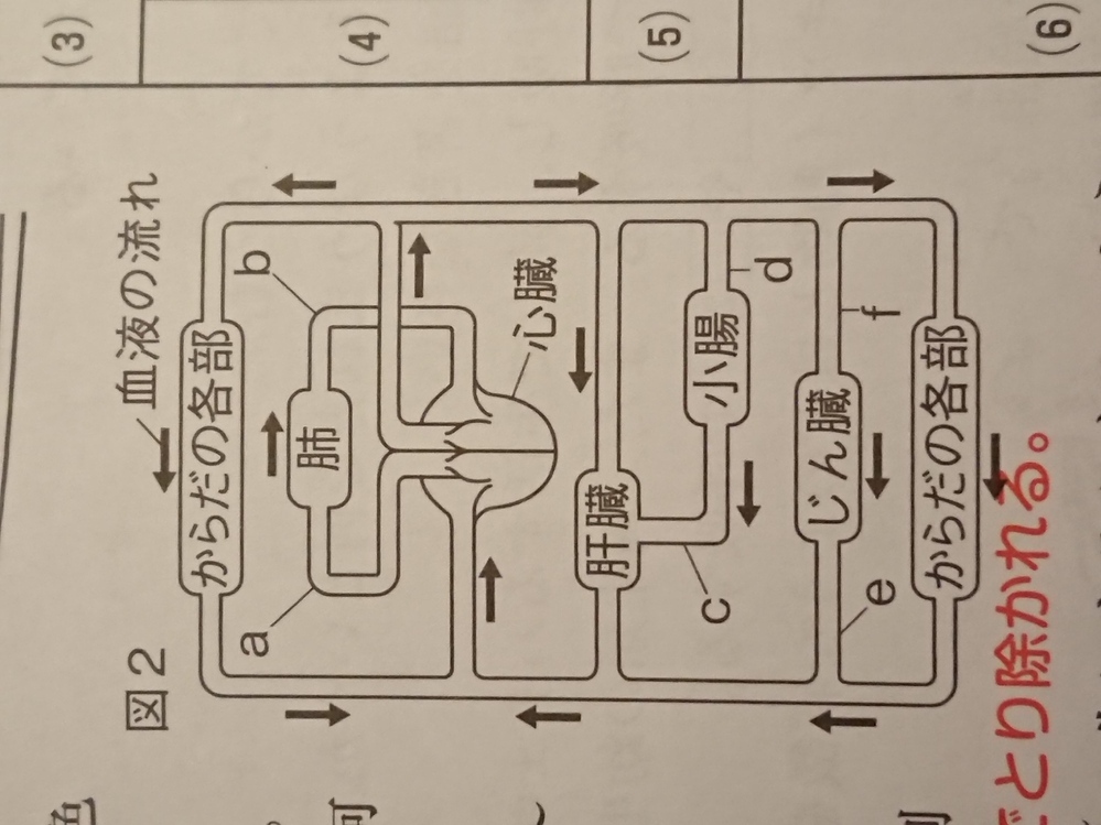 中学理科です この問題で 養分を含む割合が最も多い血液はどれか とあ Yahoo 知恵袋