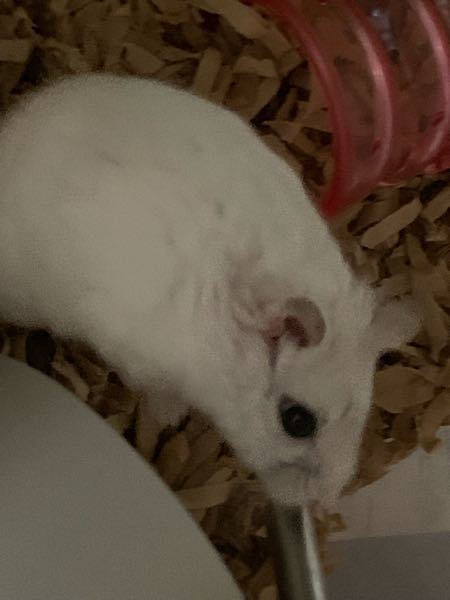 ハムスターの毛についてパールホワイトの女の子です。飼い始めた時は 