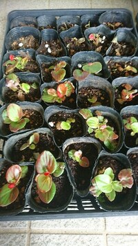 ベゴニアの寄せ植え ベゴニアと一緒に寄せ植えする花は何がいいでしょうか Yahoo 知恵袋