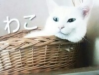 猫の名前が わこ っておかしいですか Fwf ねこねこ55タマの巻どうしてそ Yahoo 知恵袋