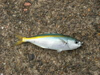 和歌山の塩津港で釣った魚が分かりません サビキで釣りました 走りまし Yahoo 知恵袋