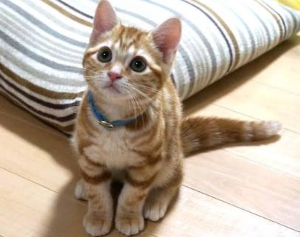 この猫ちゃんはなんて種類の猫ちゃんですか？とってもおめめくりくりで 