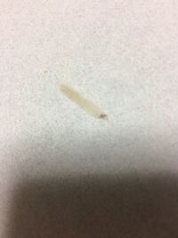 最近うちの猫のほっぺとか首らへんに他の毛とはちょっと違って外に飛び出 Yahoo 知恵袋
