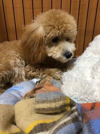 飼い犬に噛まれた時 そのときのしつけとして 決して叩いてはいけないと言われ Yahoo 知恵袋