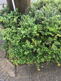 ヒサカキという強烈な臭い花の開花期間について教えてください ヒ Yahoo 知恵袋