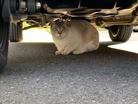 猫はきれい好き って嘘じゃありませんか 猫好きの人がよく Yahoo 知恵袋