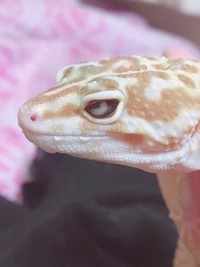 飼っているヒョウモントカゲの目が白くなっていました これは脱皮不全ですか 病気 Yahoo 知恵袋