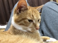 ウサギは明るさなどは関係ありますか 夜出掛ける時などいつも電気をつけてい Yahoo 知恵袋