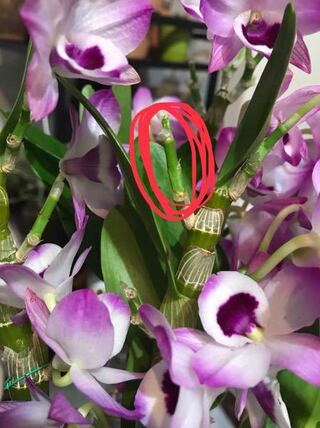 デンドロビウムの花殻をとったあとの バルブと花を繋いでいるこの部 Yahoo 知恵袋