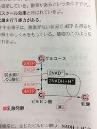 乳酸発酵も グルコースをピルビン酸にするまでは解糖系と同じと書いてあ Yahoo 知恵袋