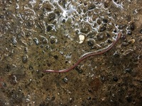 この虫 なんて名前の虫ですか ミミズみたいで気持ち悪いです シマミミズだ Yahoo 知恵袋