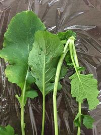 可能か不可能か を問う場合 一言でどのように尋ねればよいのでしょうか 今 Yahoo 知恵袋