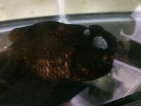 画像あり 金魚の体の表面に白い膜があります 最初は１０匹いた金魚が数日で半減 Yahoo 知恵袋