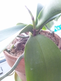 ちょうど一年前に５０センチほどのミモザを植えました 今は 縦１ Yahoo 知恵袋