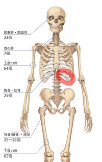 左側の一番下の肋骨の内側に有る臓器は何ですか 画像の赤丸をつけた辺りです Yahoo 知恵袋