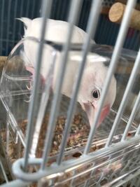 文鳥が寝過ぎで 心配です 1歳半のオスの白文鳥を飼っています Yahoo 知恵袋