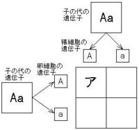 中学３年の問題で質問です エンドウの種子には しわのない丸い種子としわのある Yahoo 知恵袋