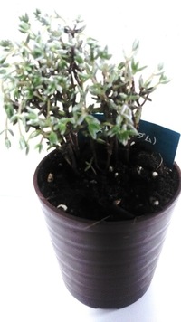 この植物の名前を教えてください Daisoのプレートには多肉植物セダムとありま Yahoo 知恵袋