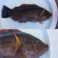 大阪の岬町の海で釣れた魚ですが なんと言う魚でしょうか よろしくお願 Yahoo 知恵袋