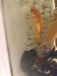 大阪でドブ貝が採れる所ってありますか 金魚水槽に入れた Yahoo 知恵袋