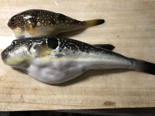 写真下のフグは何という種類でしょうか 詳しい方宜しく御願いします Yahoo 知恵袋