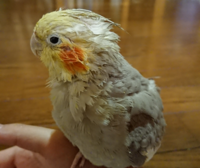 オカメインコの病気 オカメインコは どんな病気にかかりやすいんです Yahoo 知恵袋